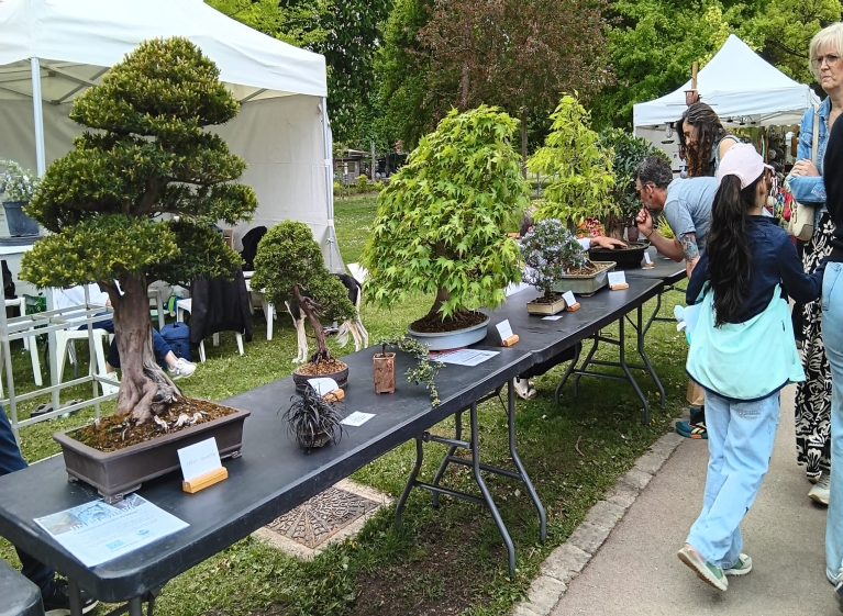 Le Renouveau du Bonsaï au Salon des Arts du Jardin