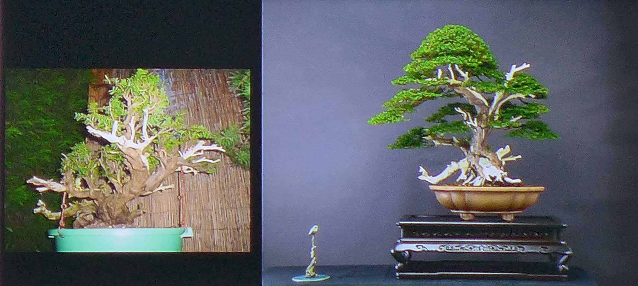 taxus   ifs 11