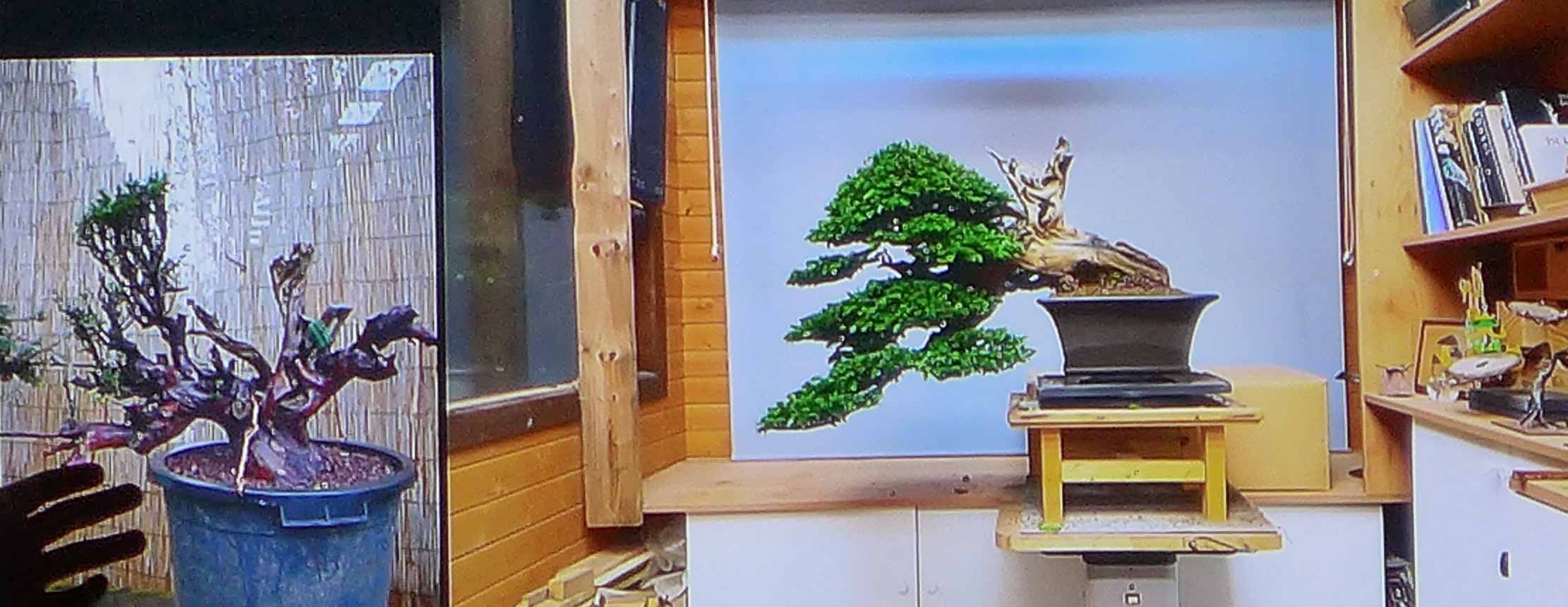 taxus   ifs 12