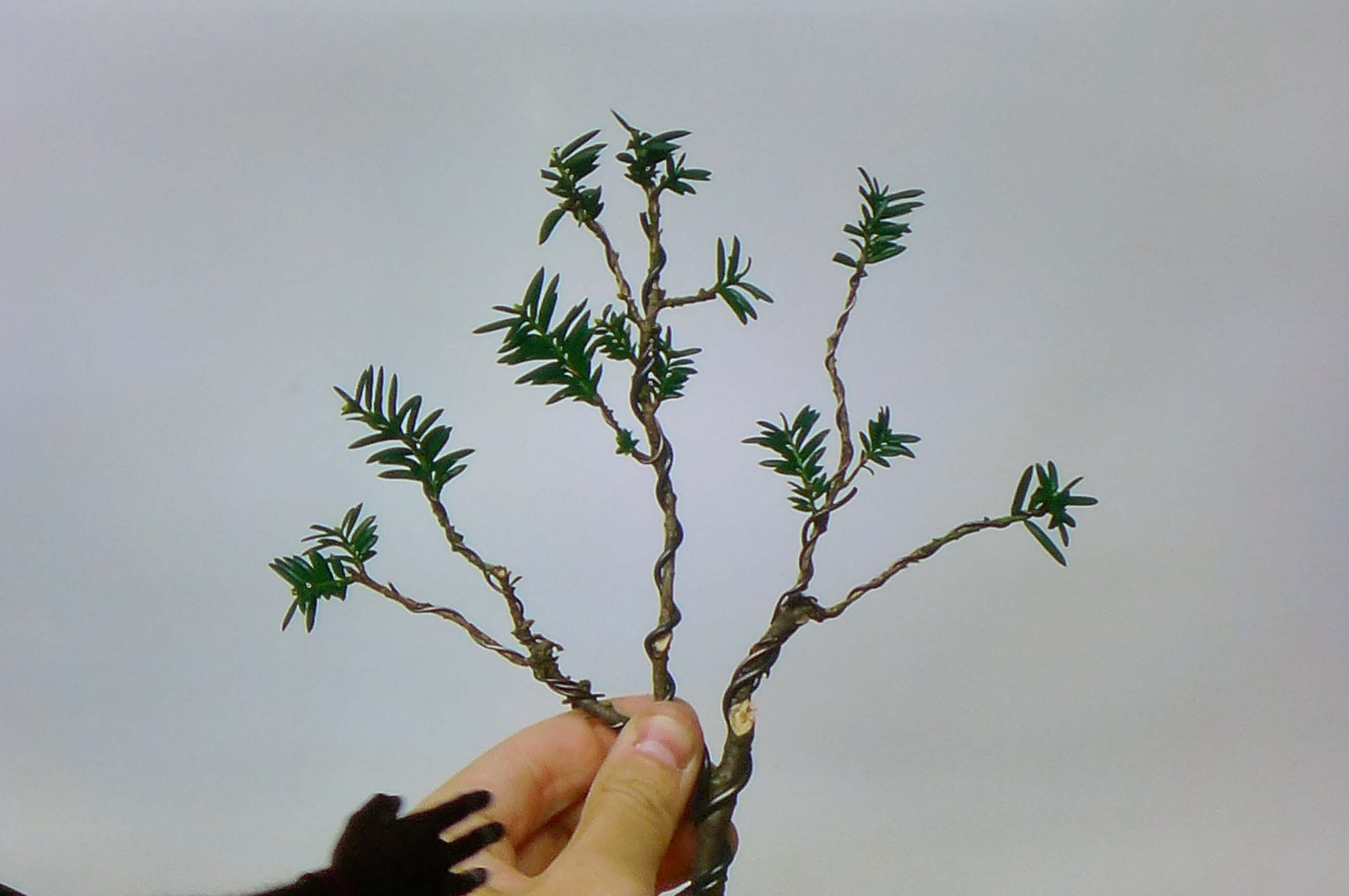 taxus   ifs 13