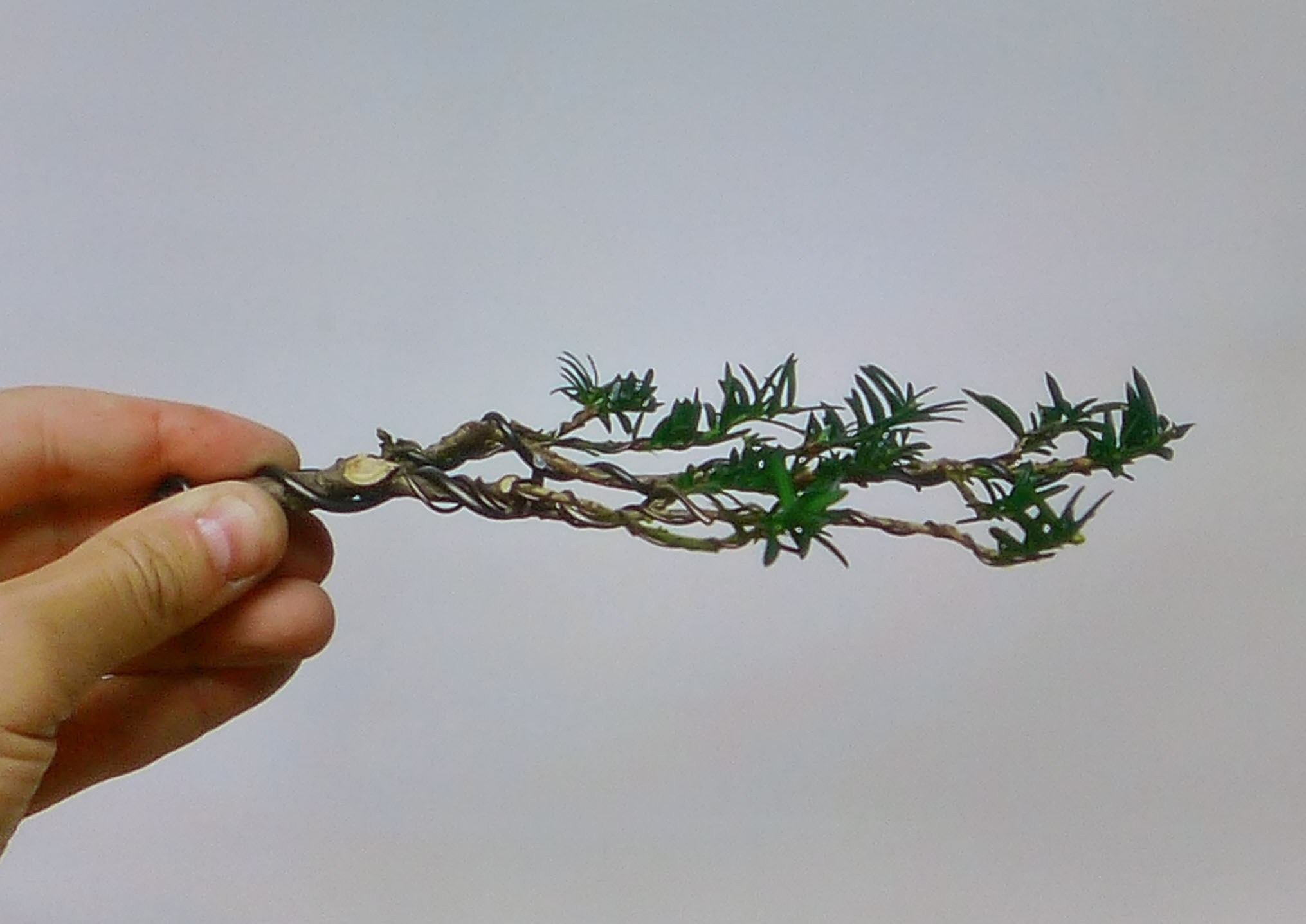 taxus   ifs 14