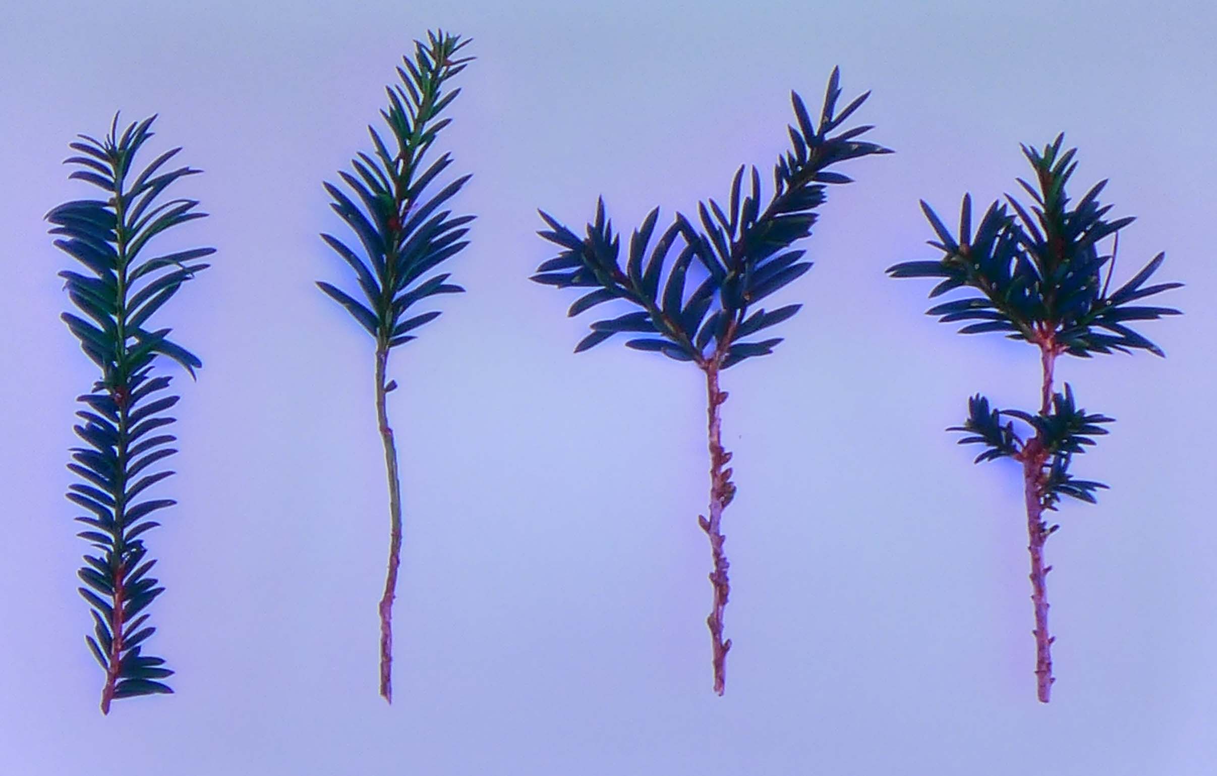 taxus   ifs 15