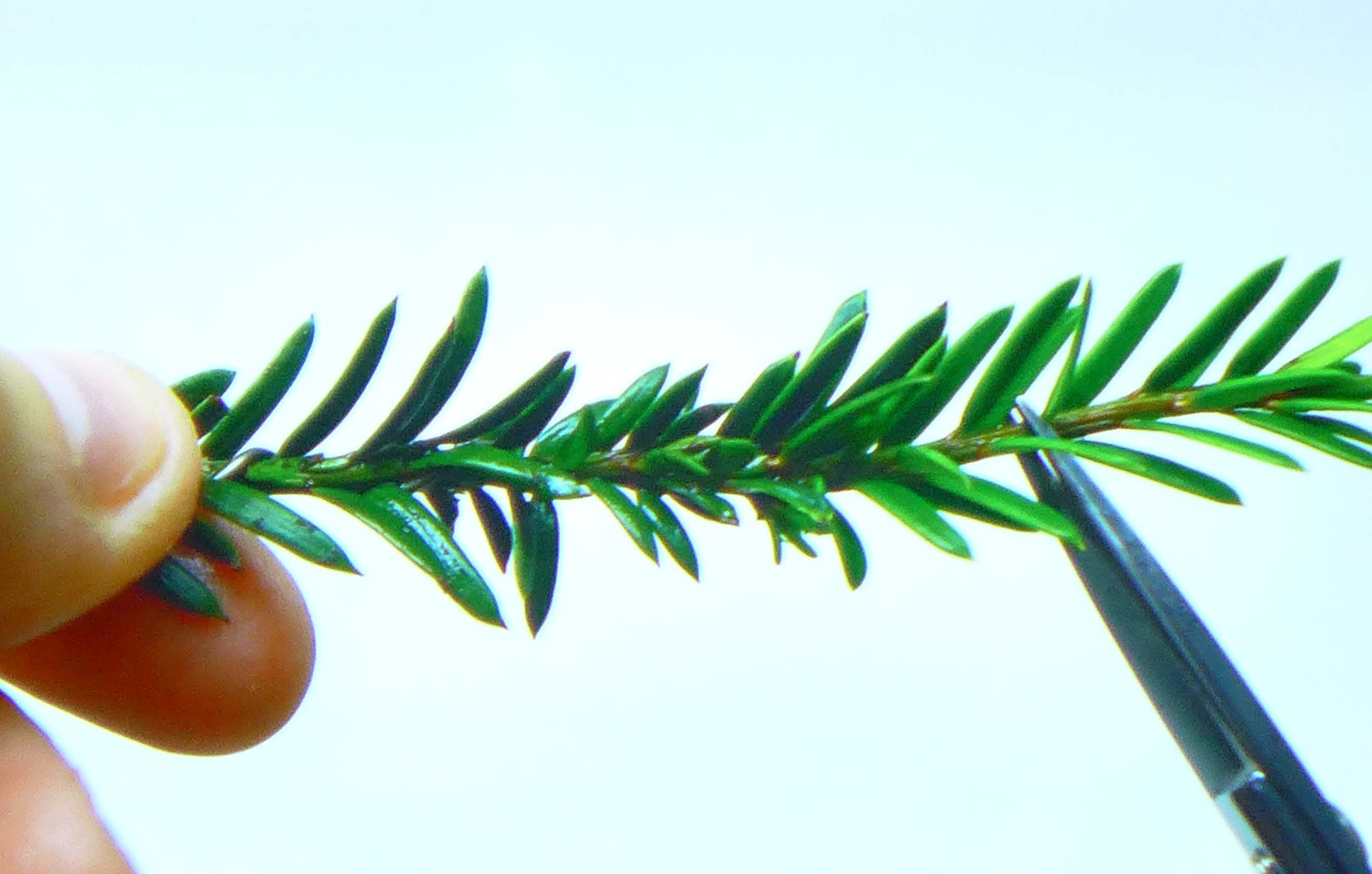 taxus   ifs 16