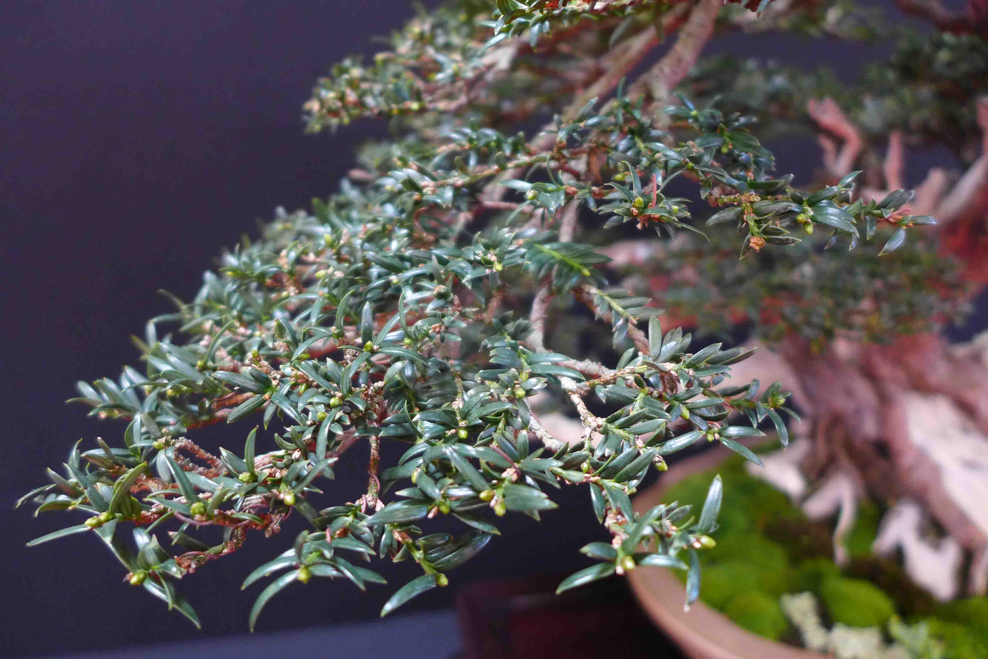 taxus   ifs 17