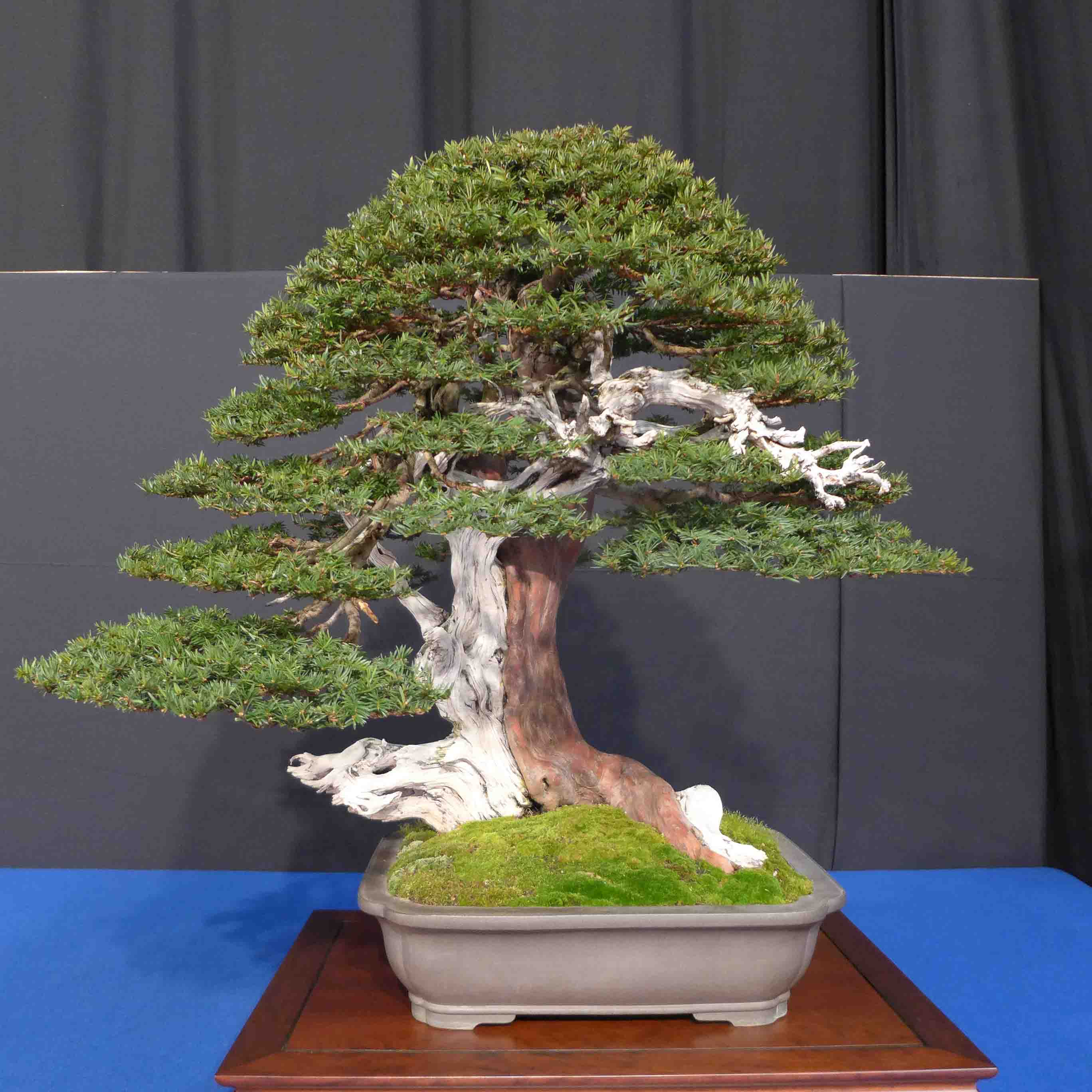 taxus   ifs 18