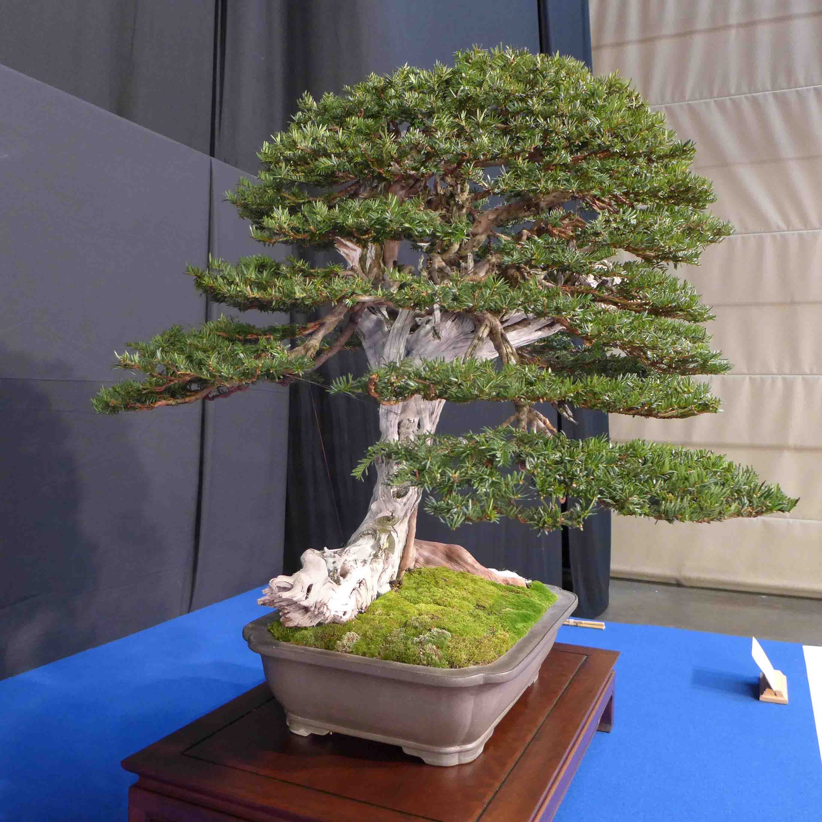 taxus   ifs 19