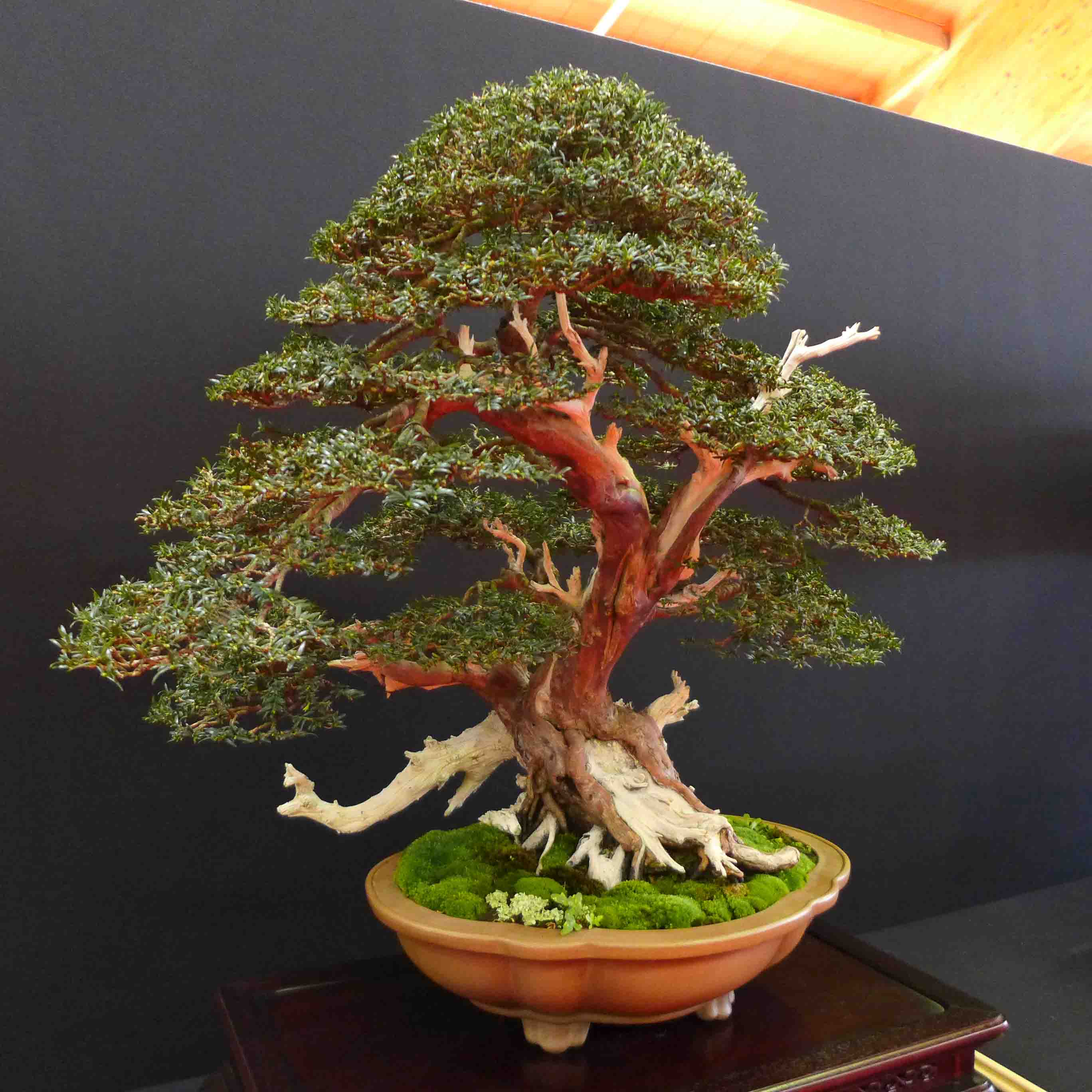 taxus   ifs 2