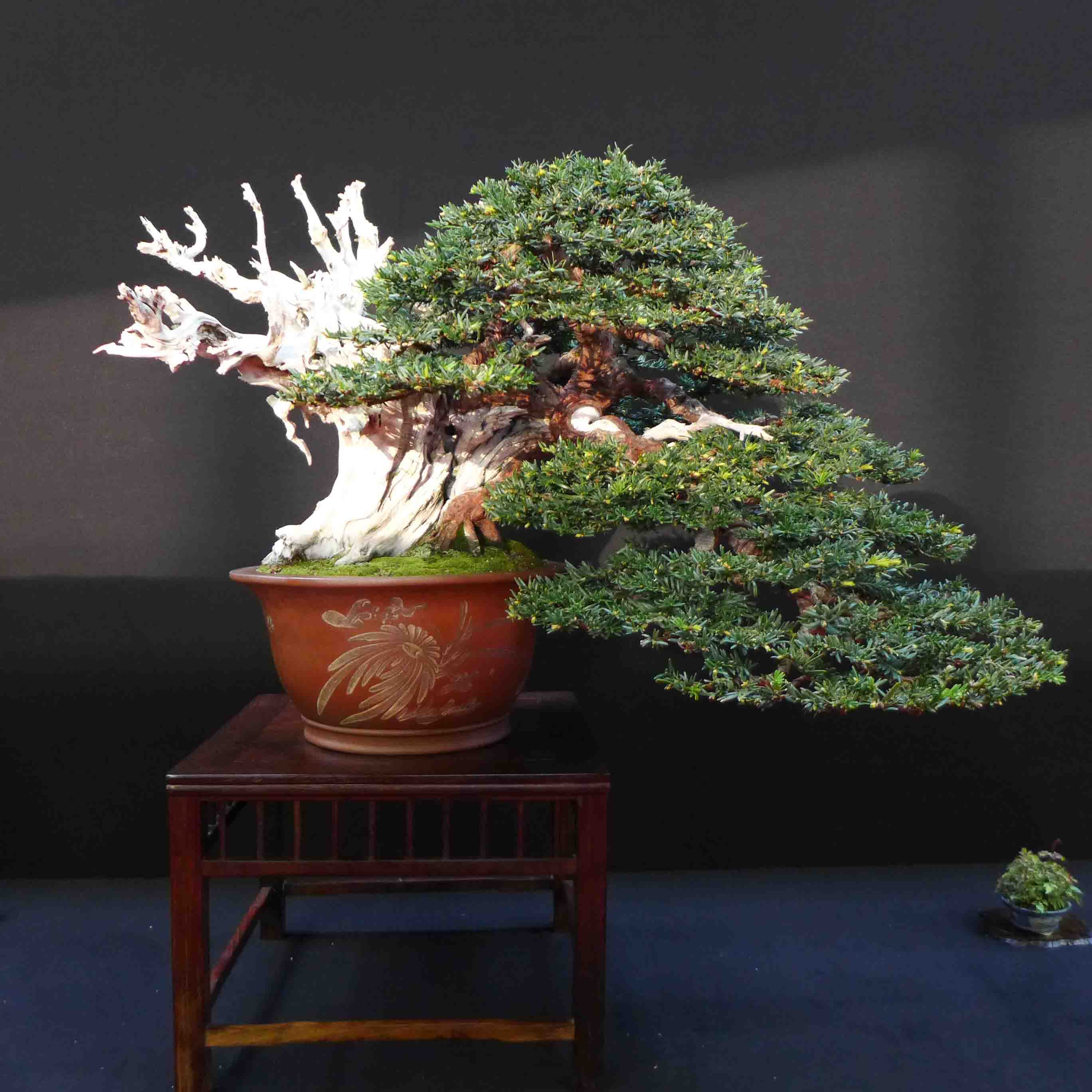 taxus   ifs 20