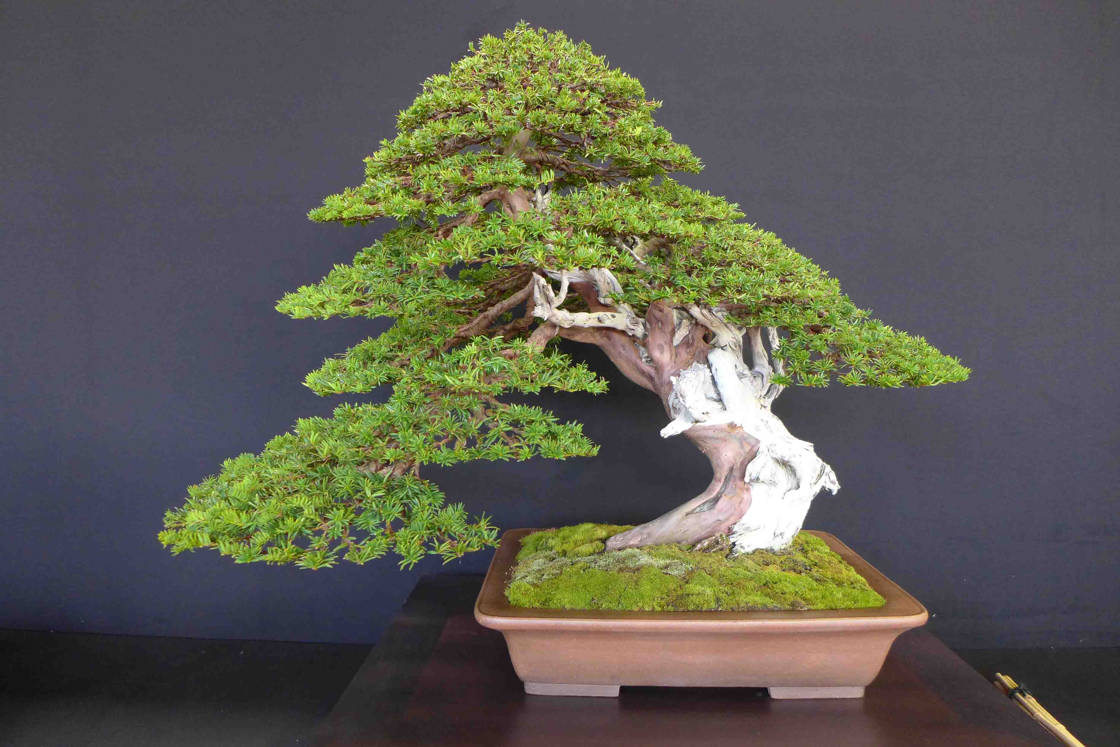 taxus   ifs 21