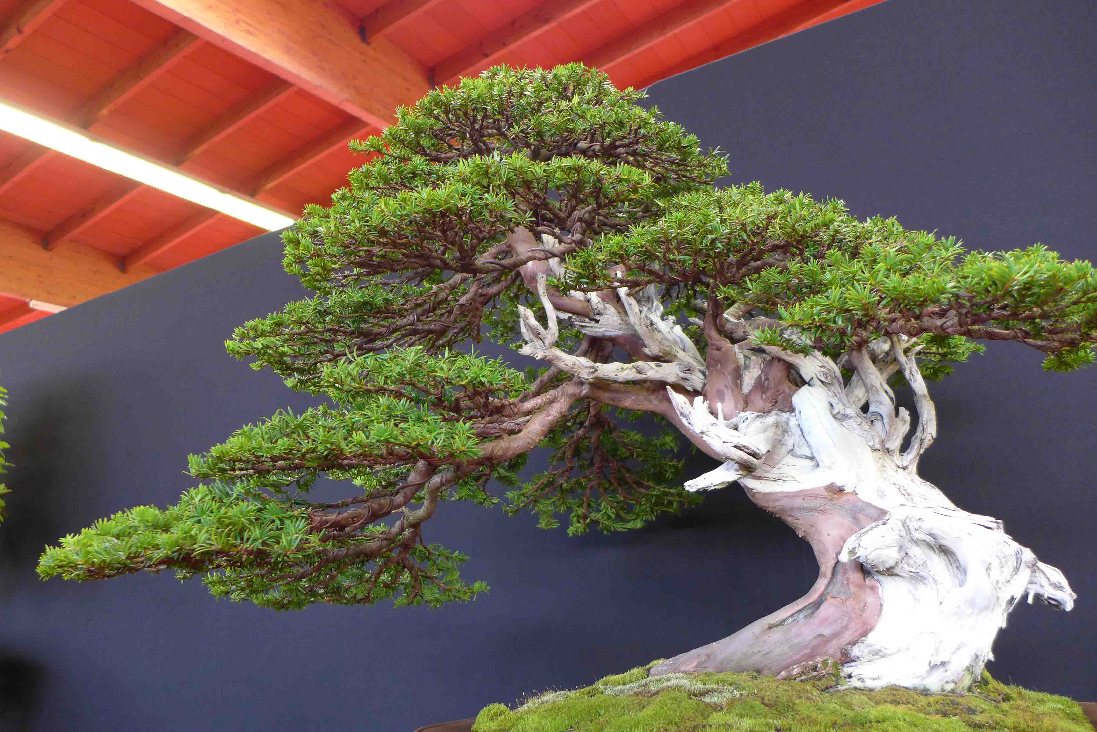 taxus   ifs 22
