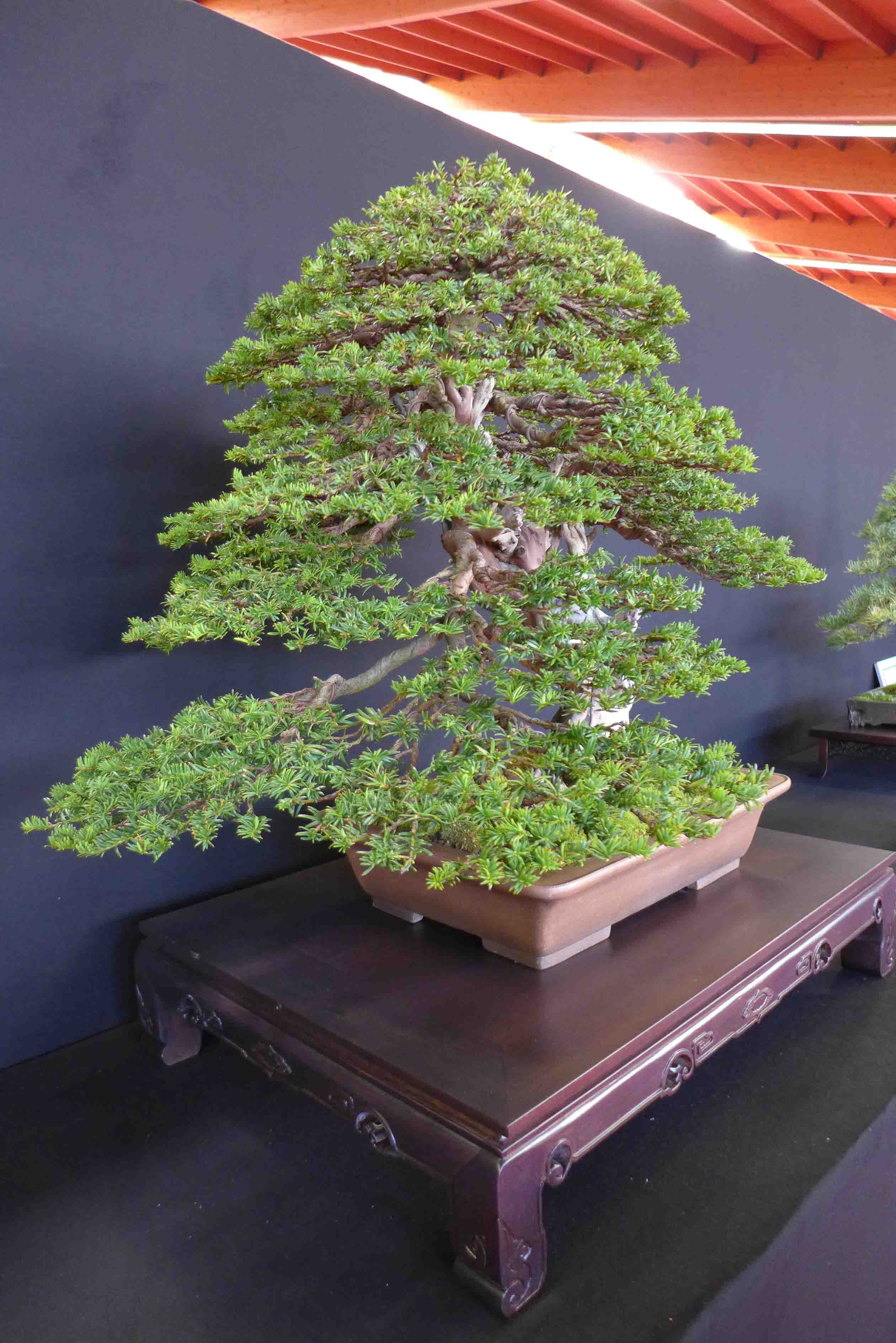 taxus   ifs 23