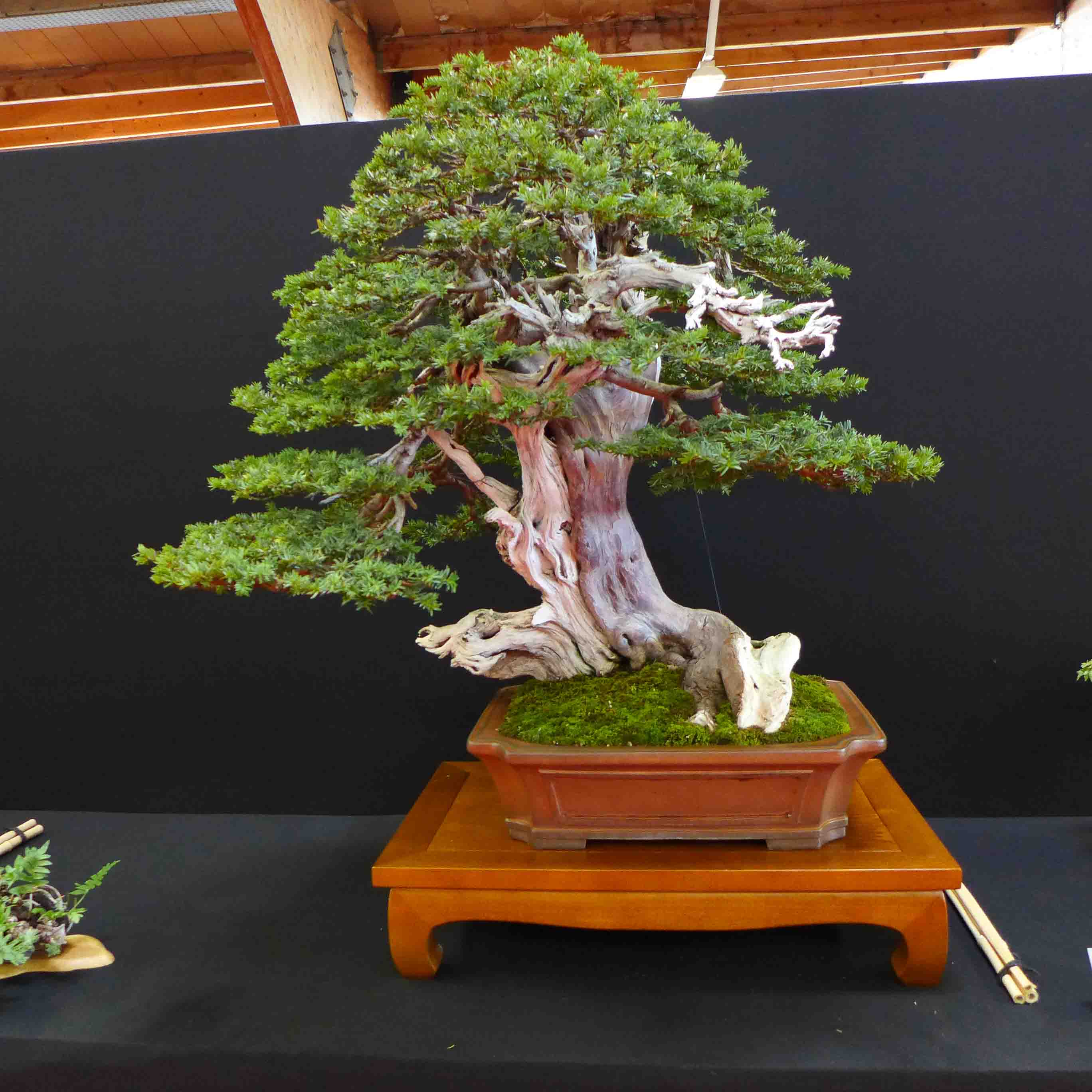 taxus   ifs 24