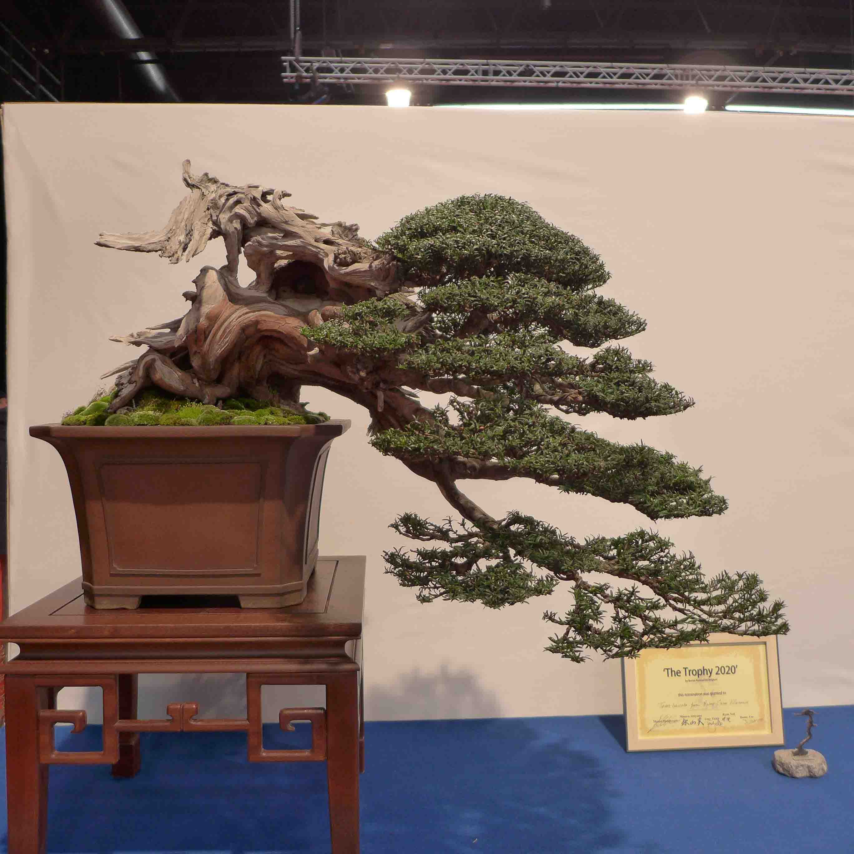 taxus   ifs 25