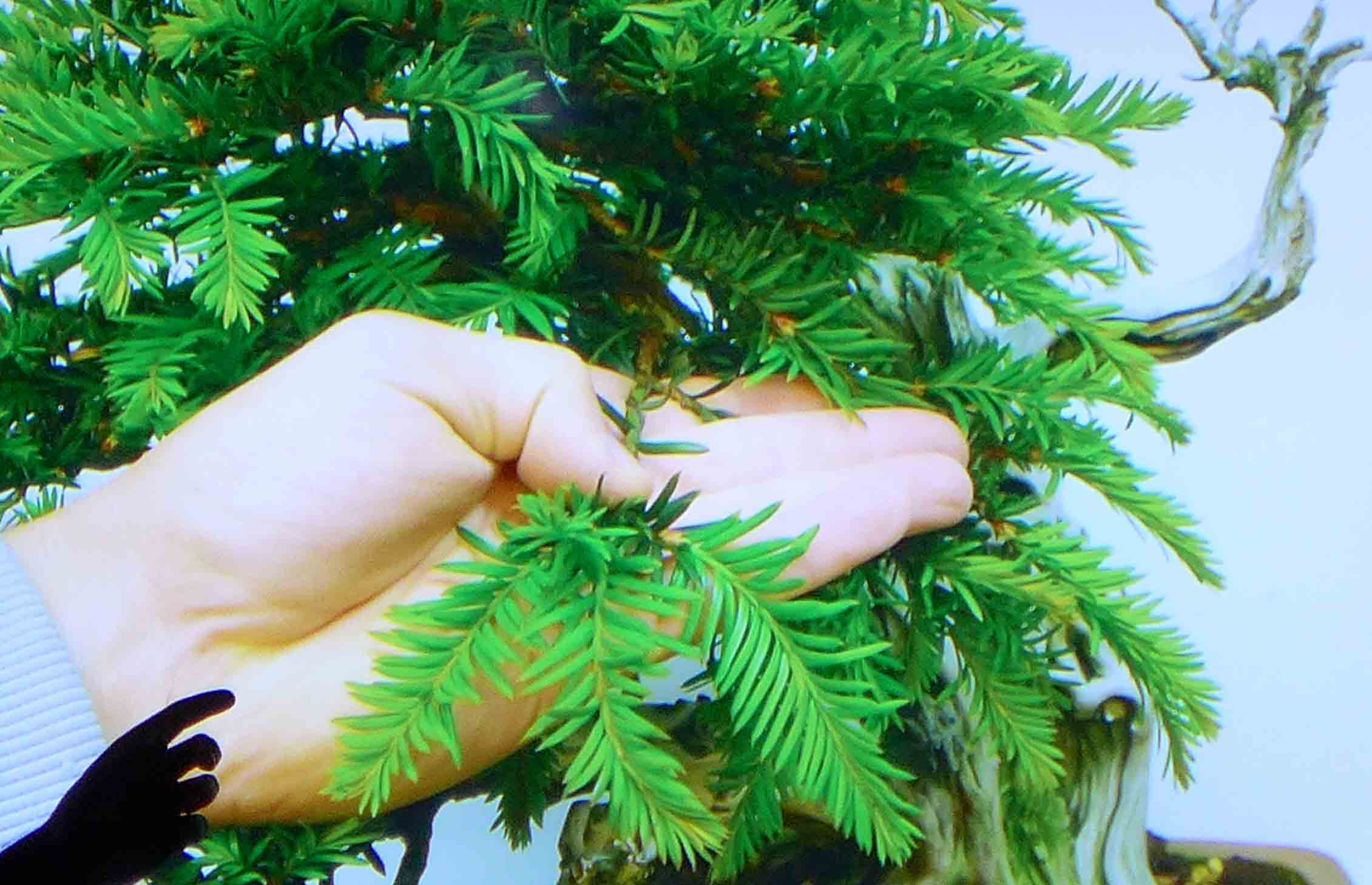 taxus   ifs 4