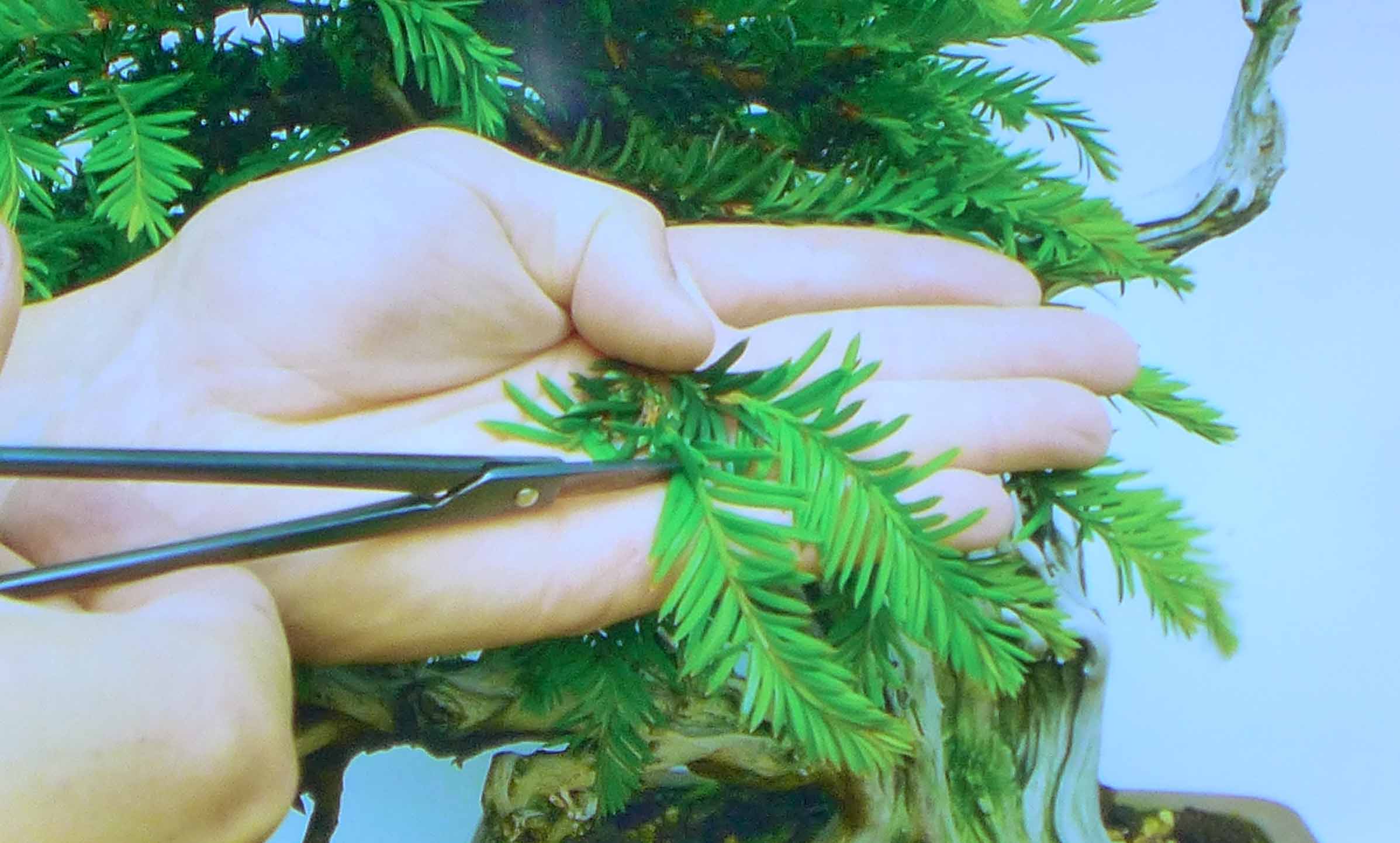 taxus   ifs 5