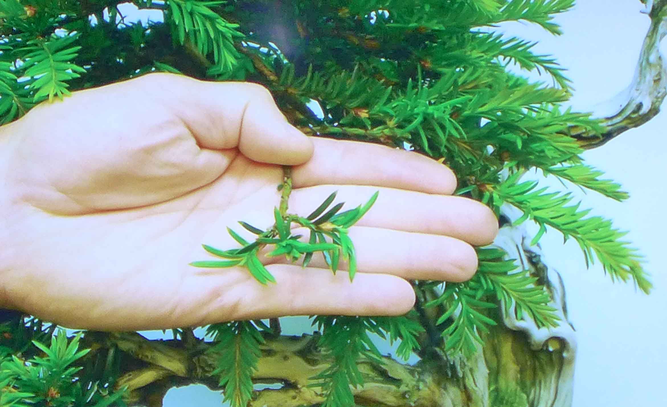 taxus   ifs 6