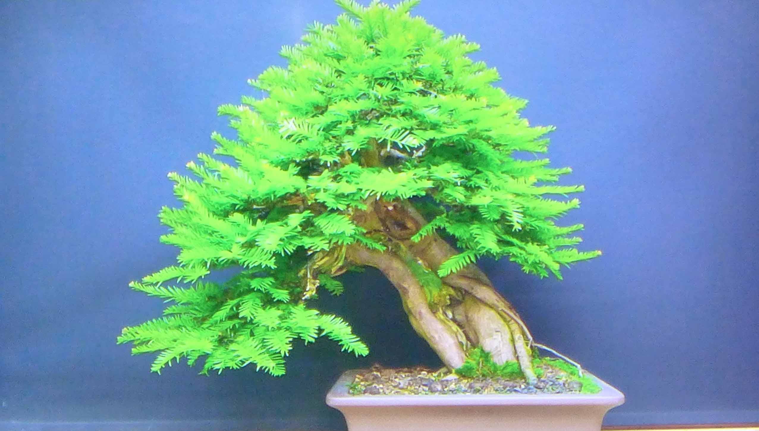 taxus   ifs 7