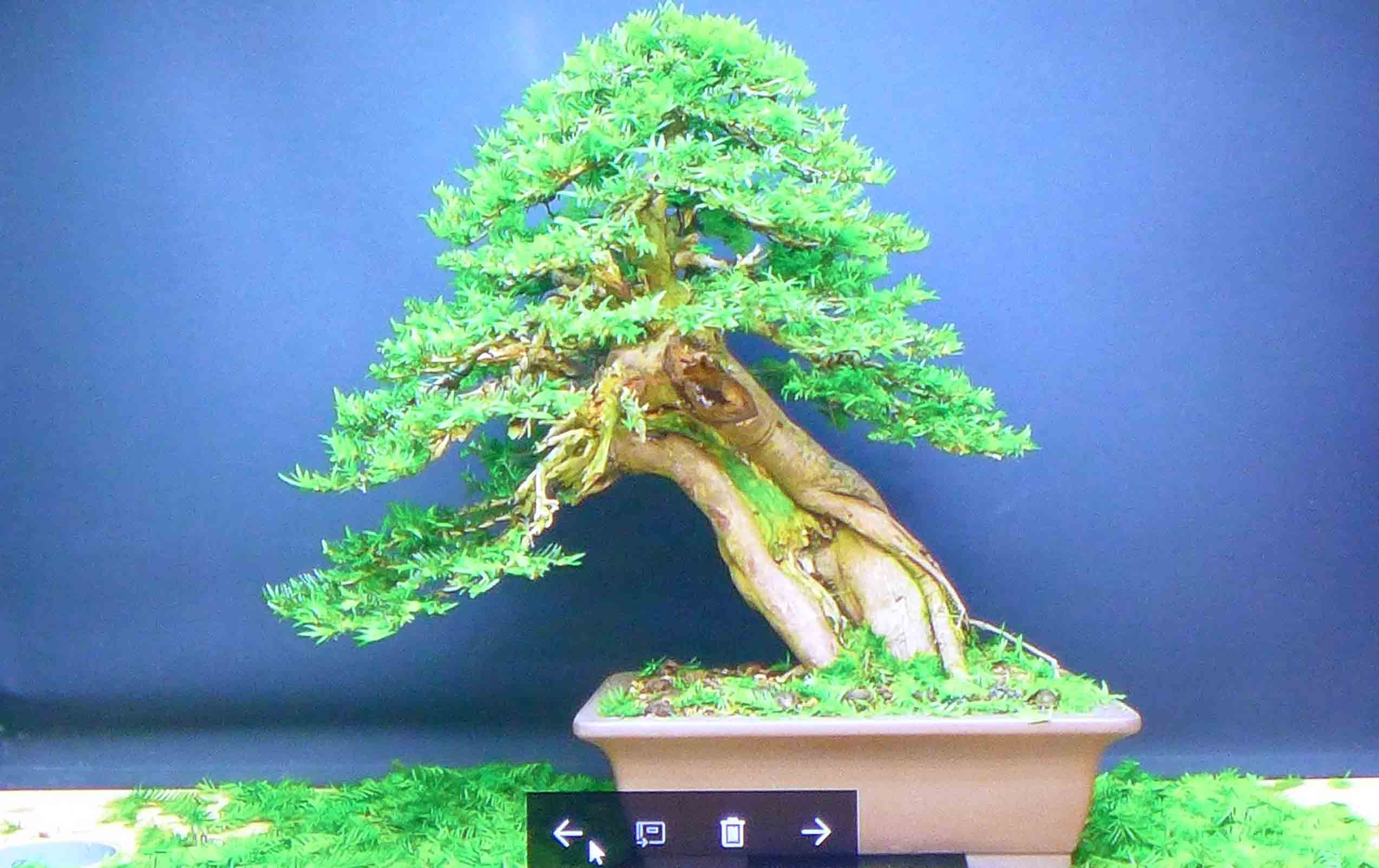 taxus   ifs 8