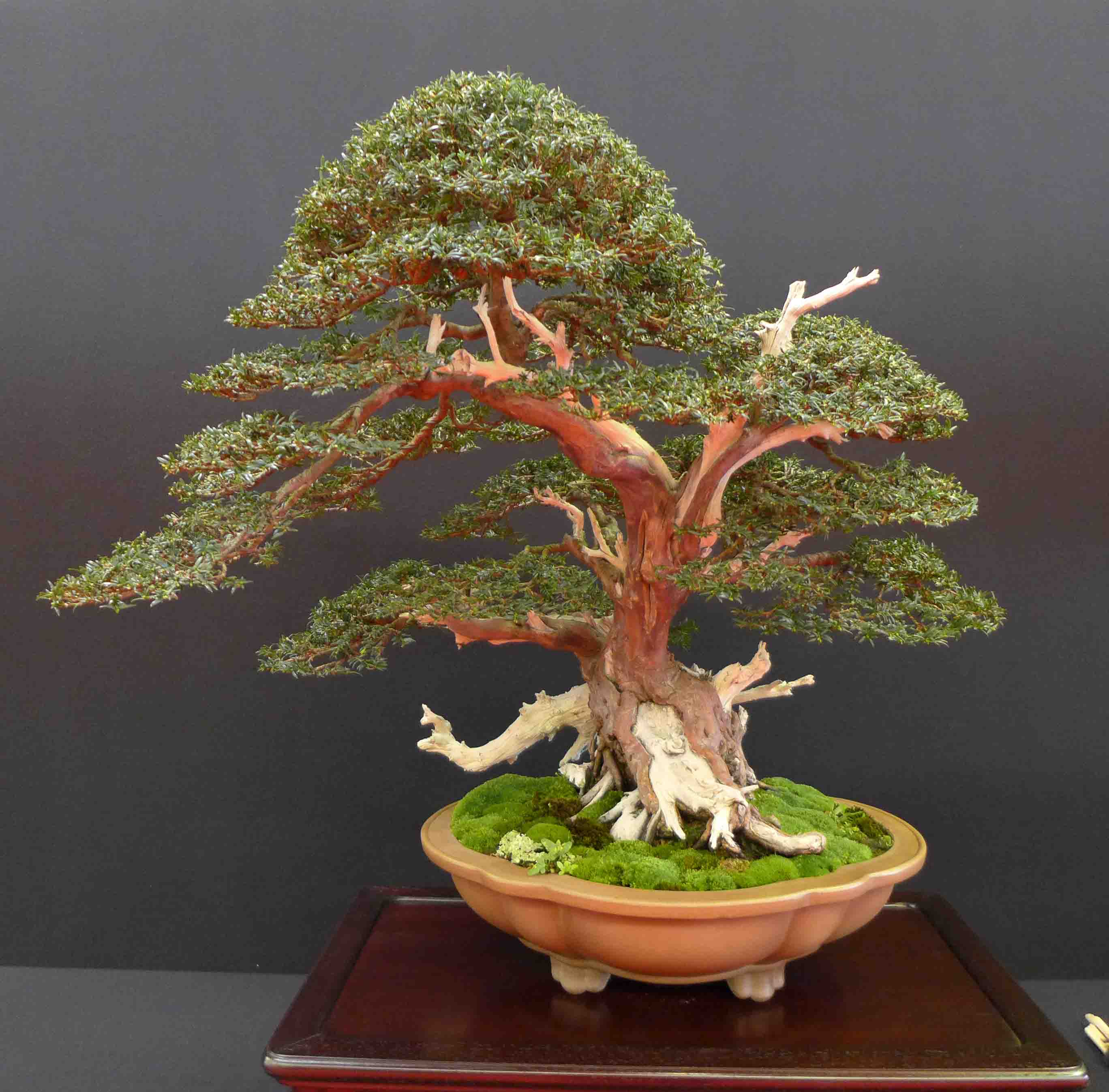 taxus   ifs